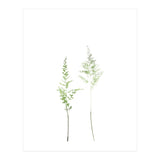 Olive Green Astilbe (Print Only) thumbnail