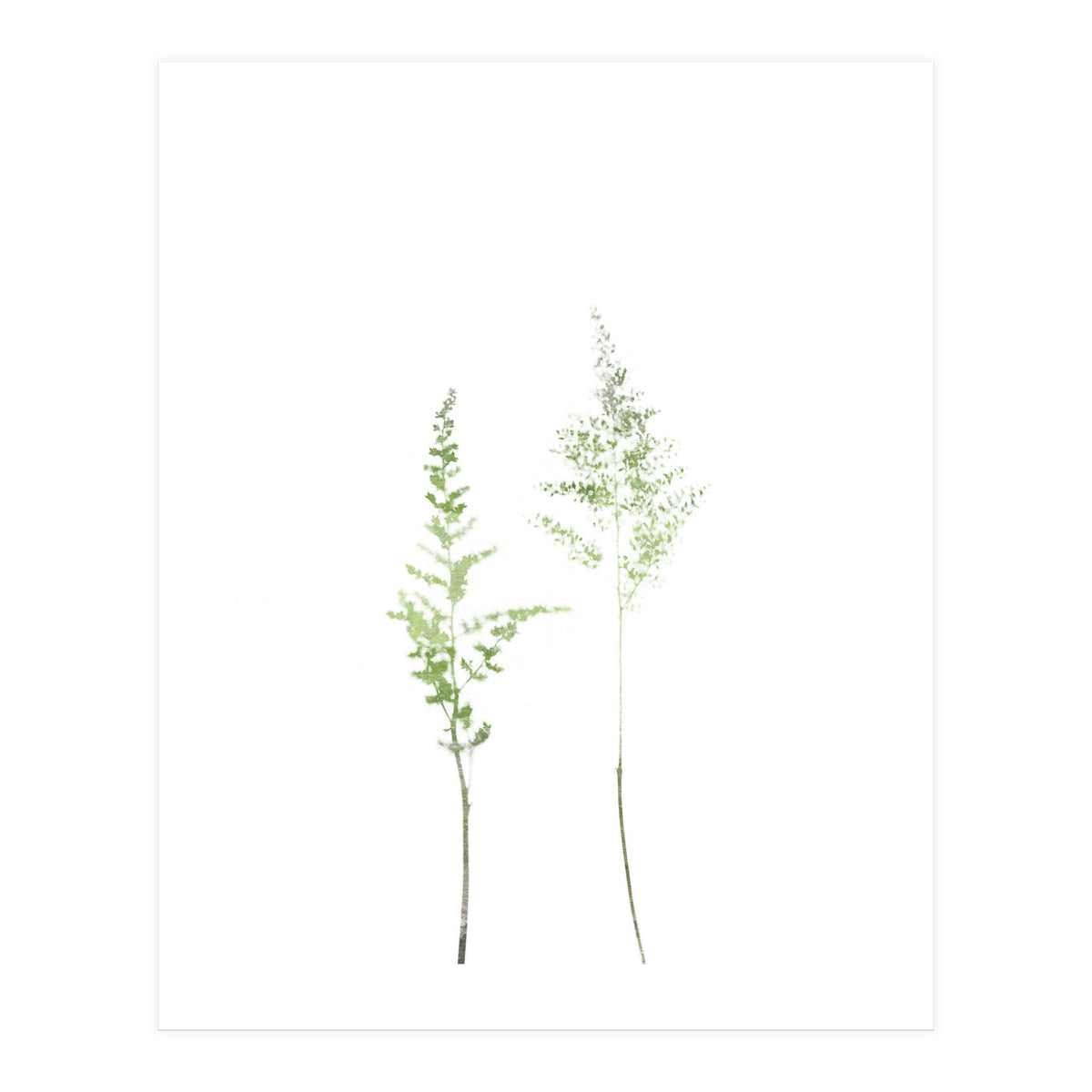 Olive Green Astilbe (Print Only)