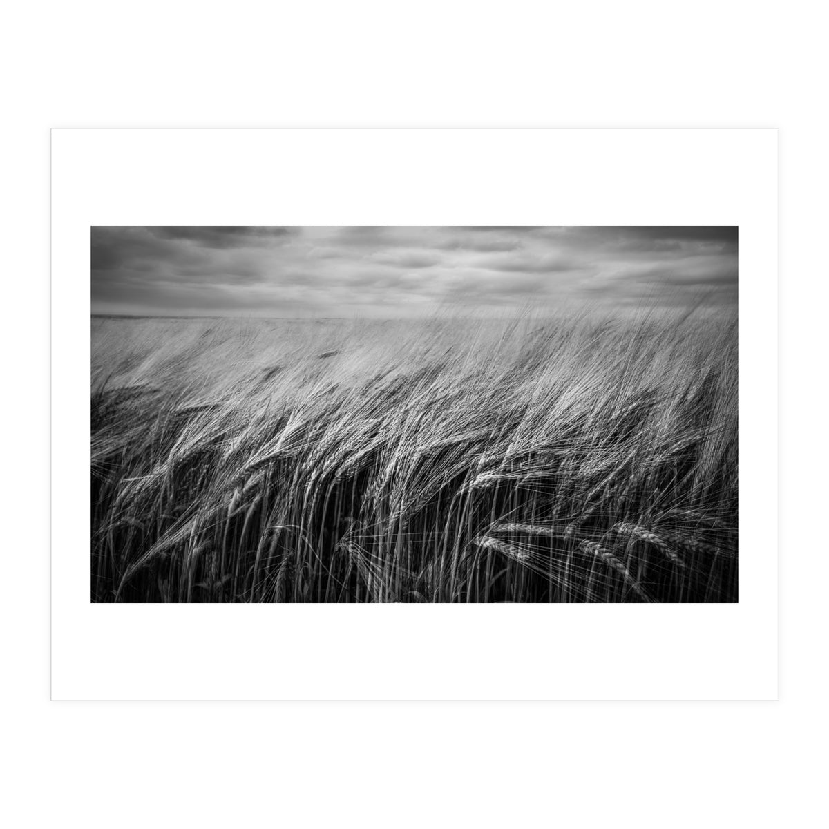 Moody Barley Field (Print Only)