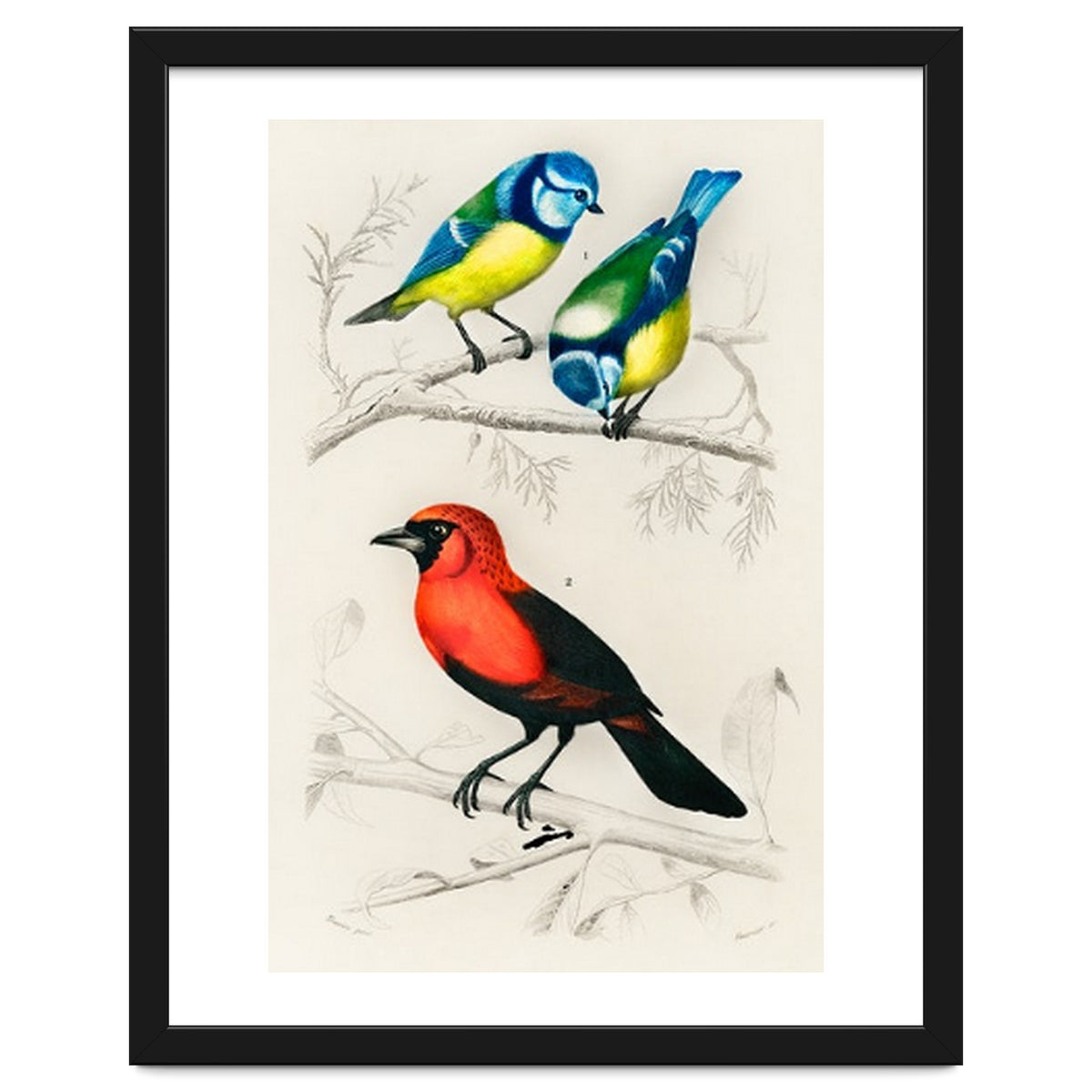 Different types of birds illustrated