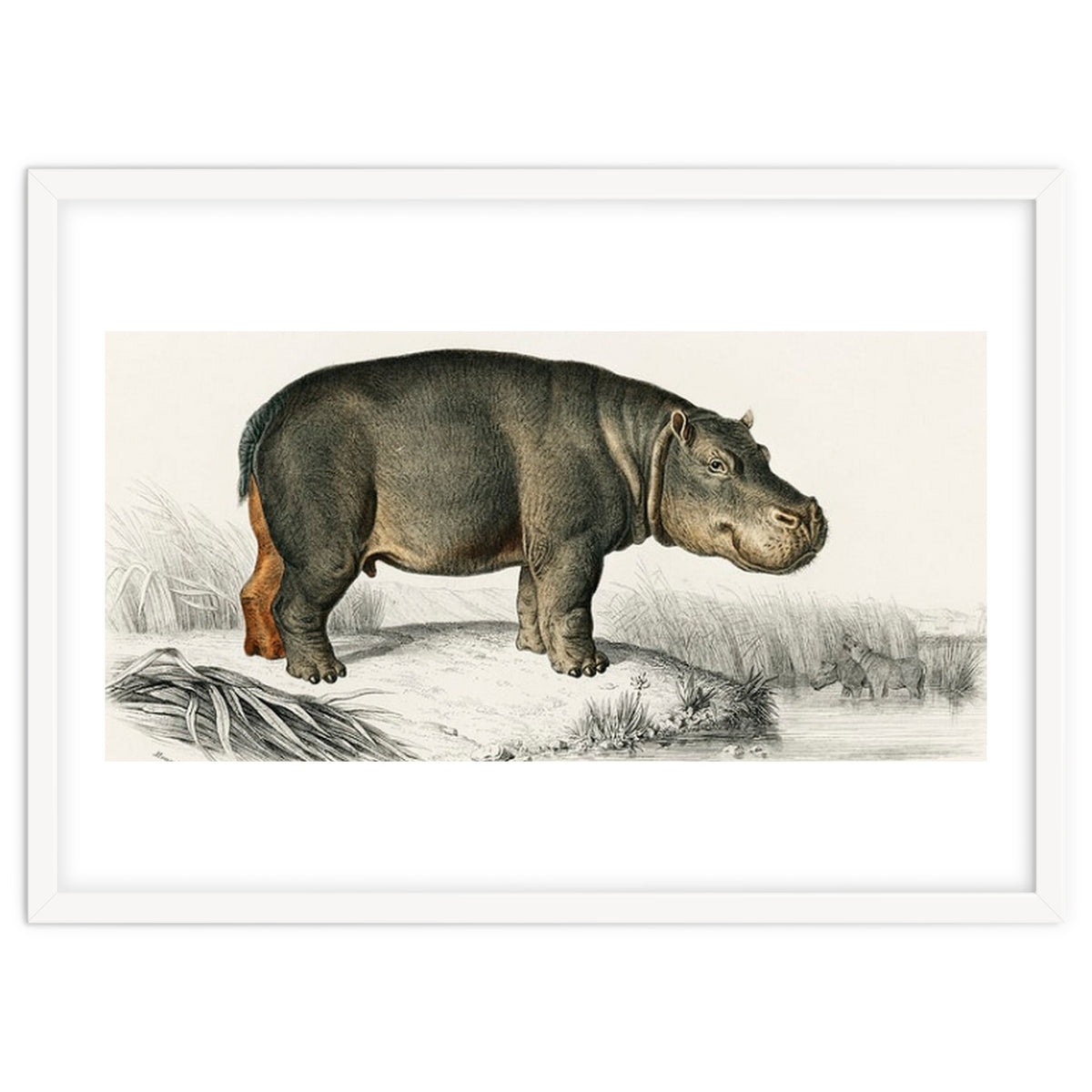 Hippopotamus illustrated