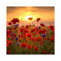 Poppies (Print Only)