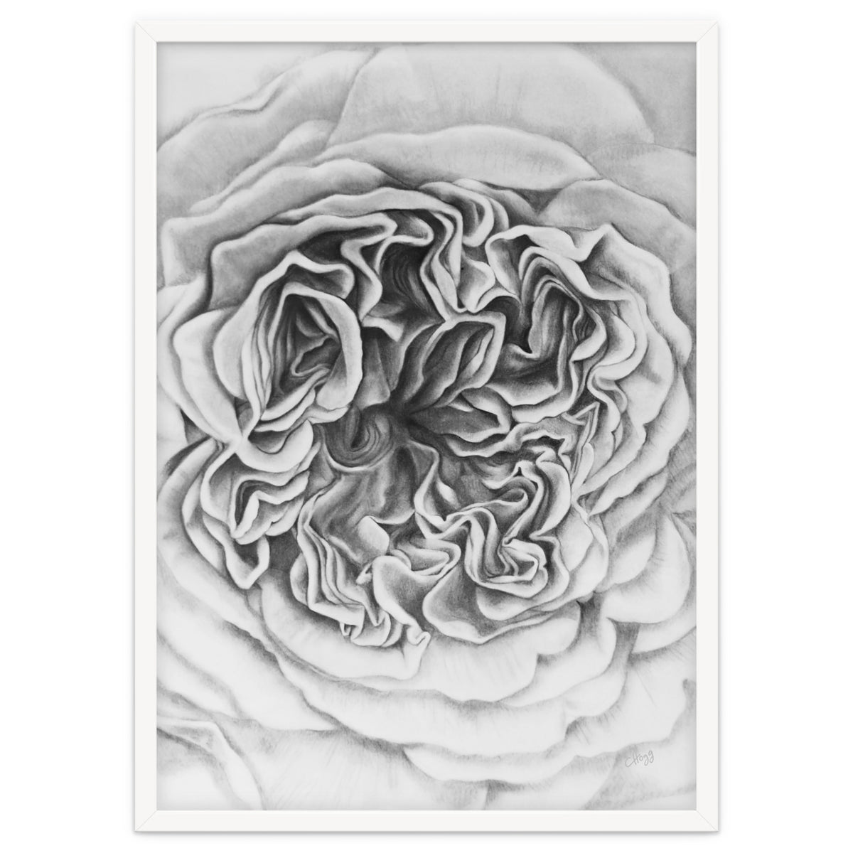 A Rose in Monochrome