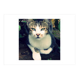 Photogenic Cat (Print Only) thumbnail