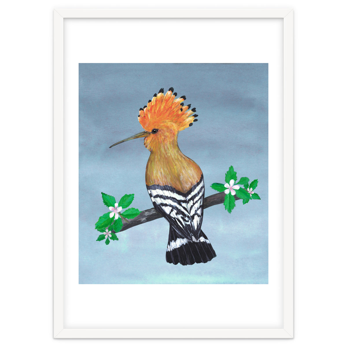 Hoopoe bird