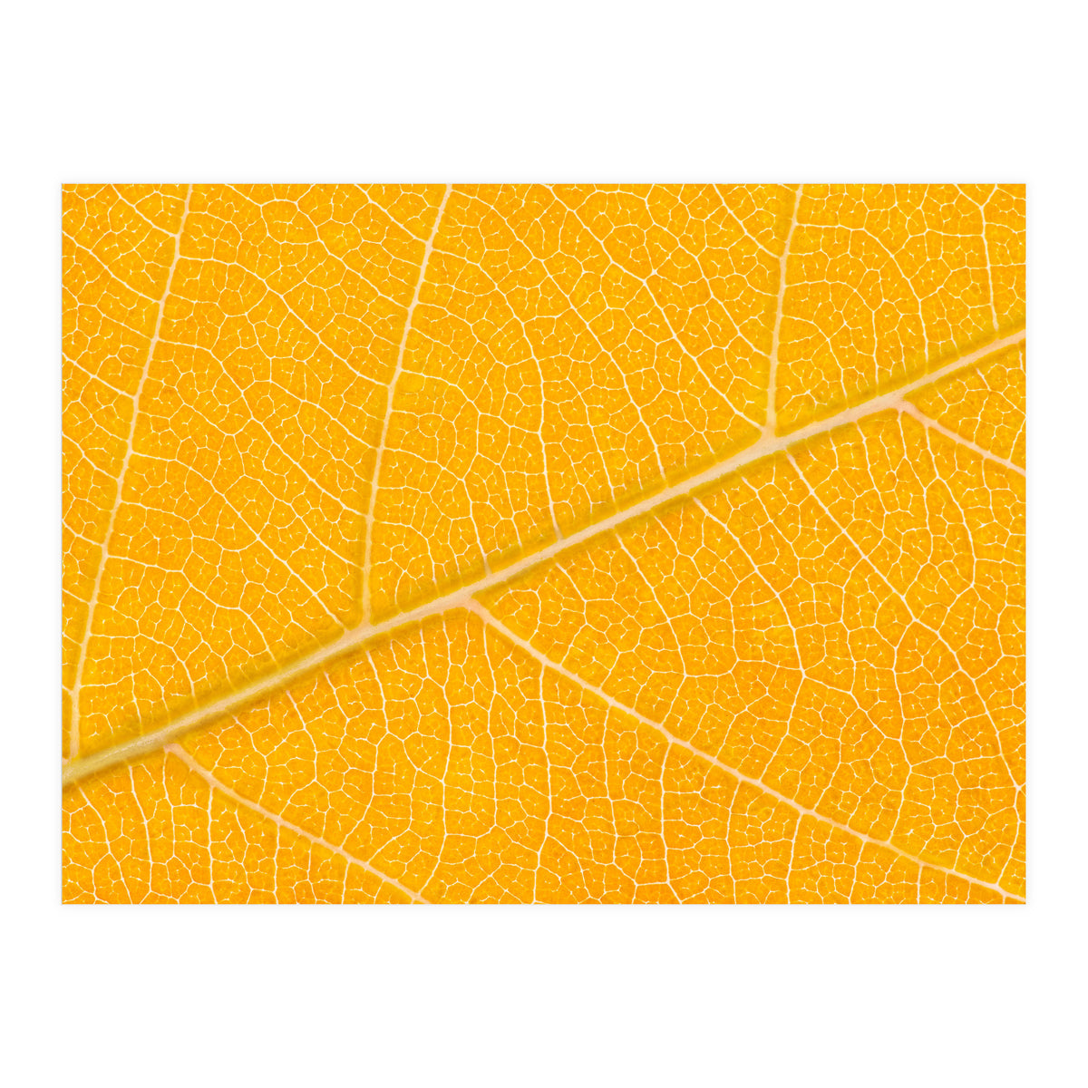 Autumn Leaf (Print Only)