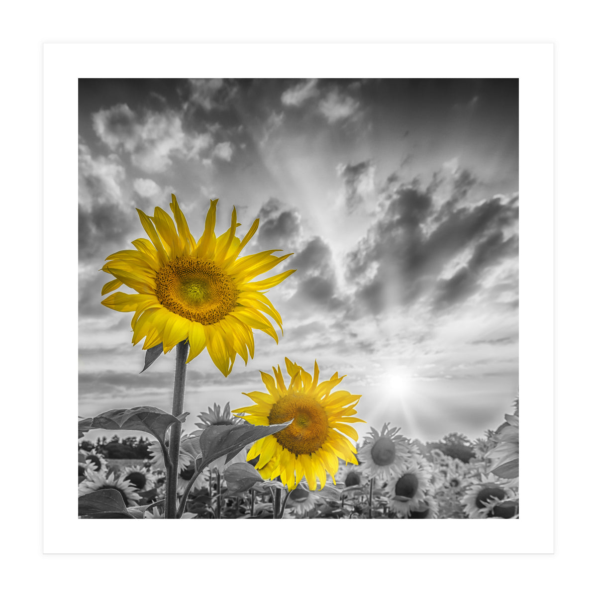 Focus on two sunflowers (Print Only)