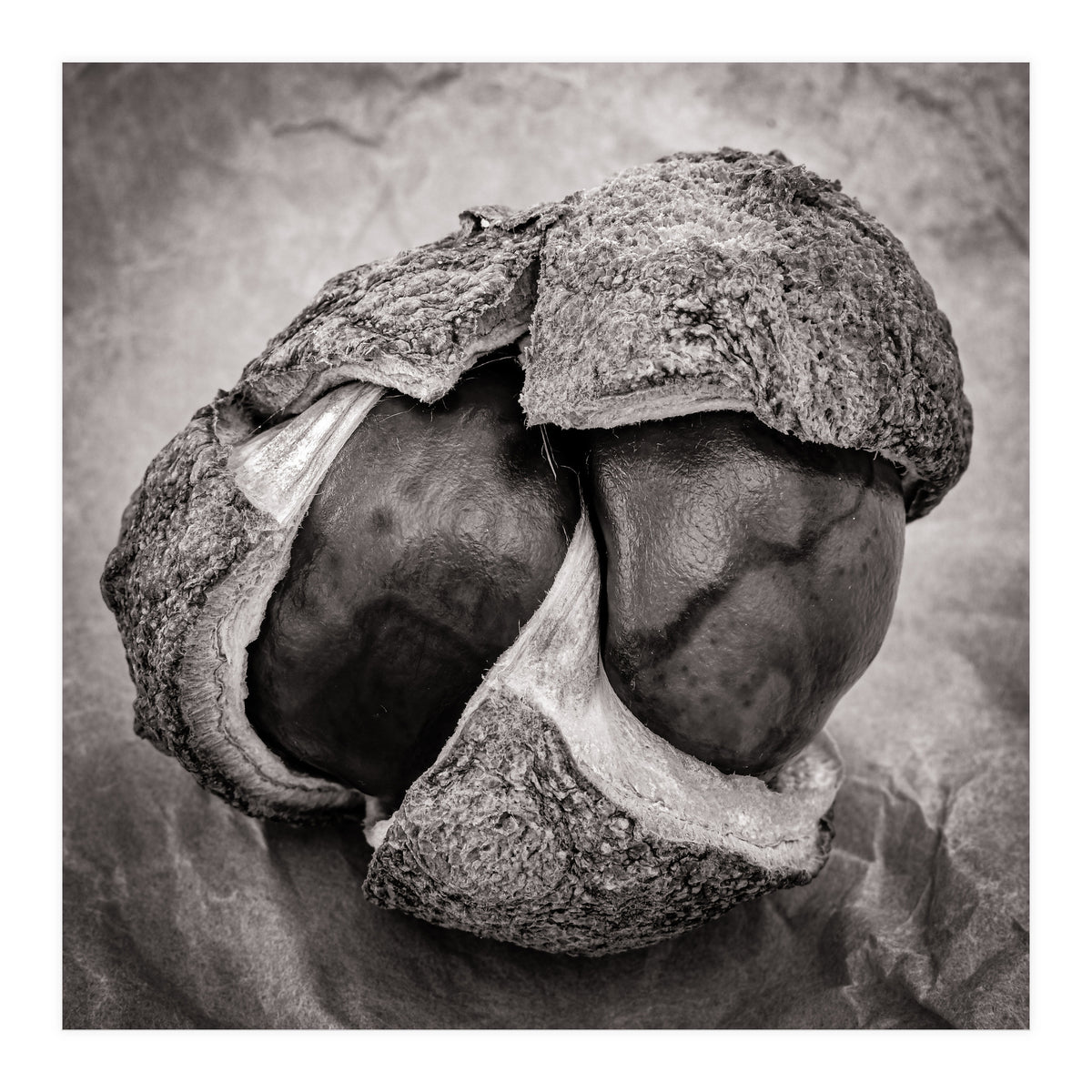 Double Conker (Print Only)