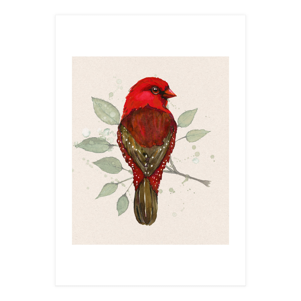 Red avadavat watercolor (Print Only)