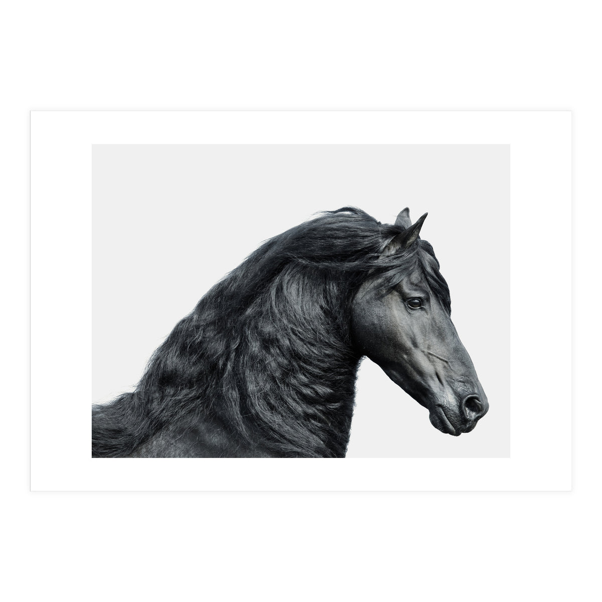 Friesian Horse (Print Only)