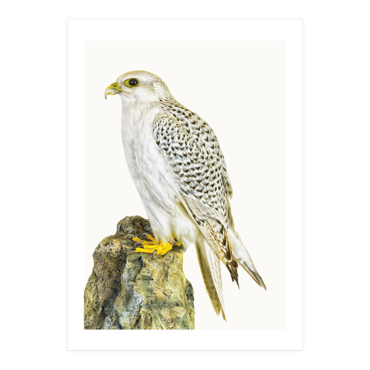 Cc Bird 03 (Print Only)