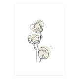 Cotton (Print Only) thumbnail