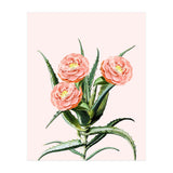 Blush Cactus V2 (Print Only) thumbnail