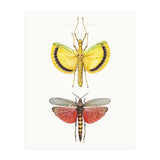 Cc Insects 08 (Print Only) thumbnail