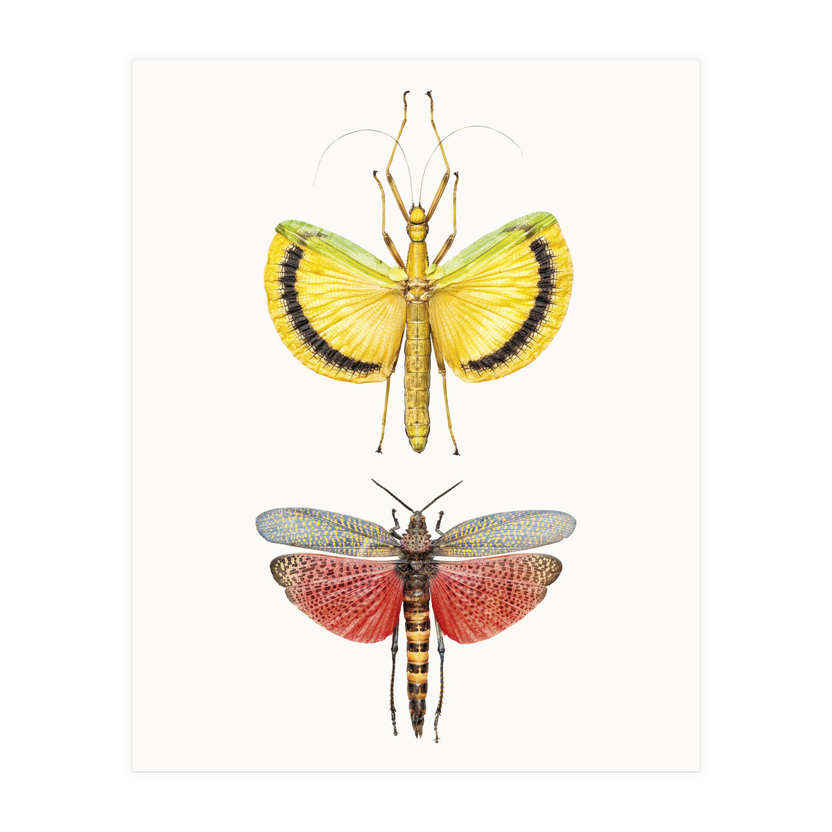 Cc Insects 08 (Print Only)