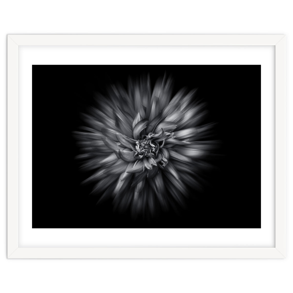 Backyard Flowers In Black And White 20 Flow Version