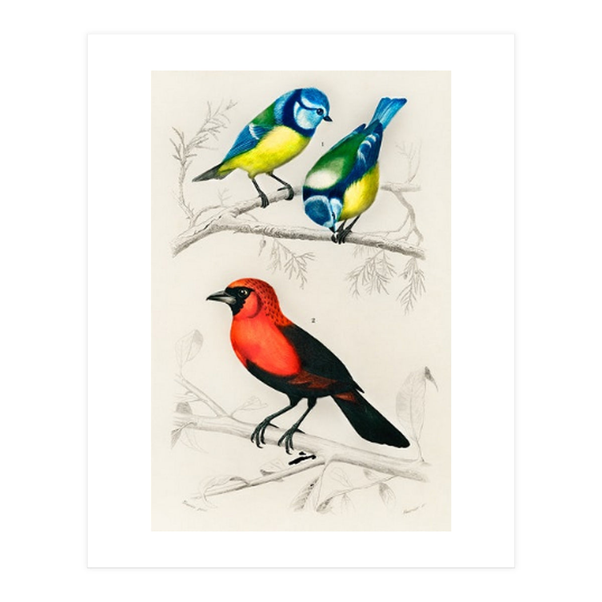 Different types of birds illustrated (Print Only)