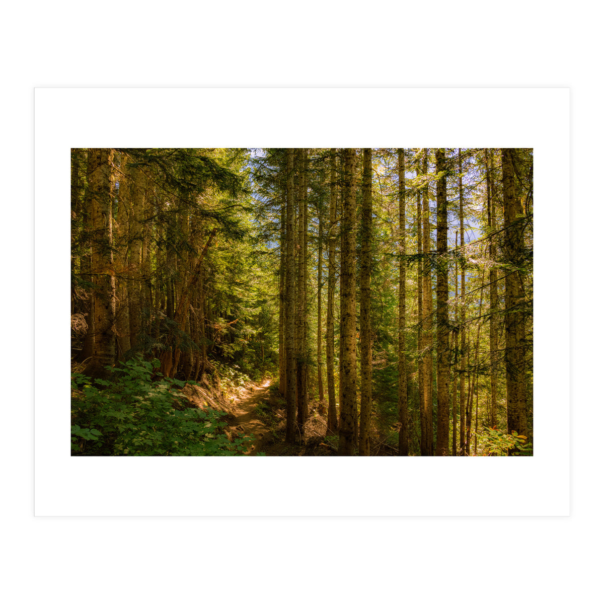 Cascade Trail (Print Only)
