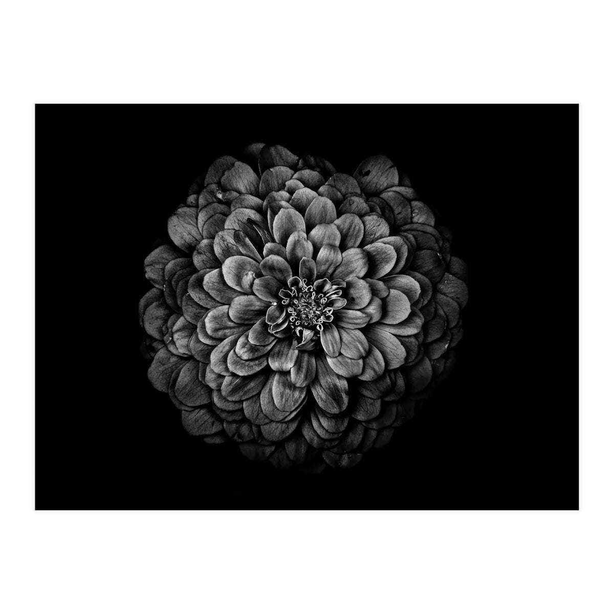 Backyard Flowers In Black And White 54 (Print Only)
