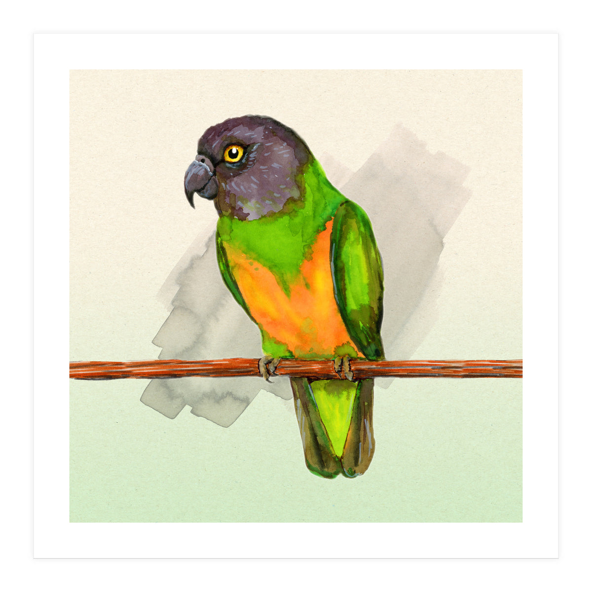 Senegal parrot watercolor (Print Only)
