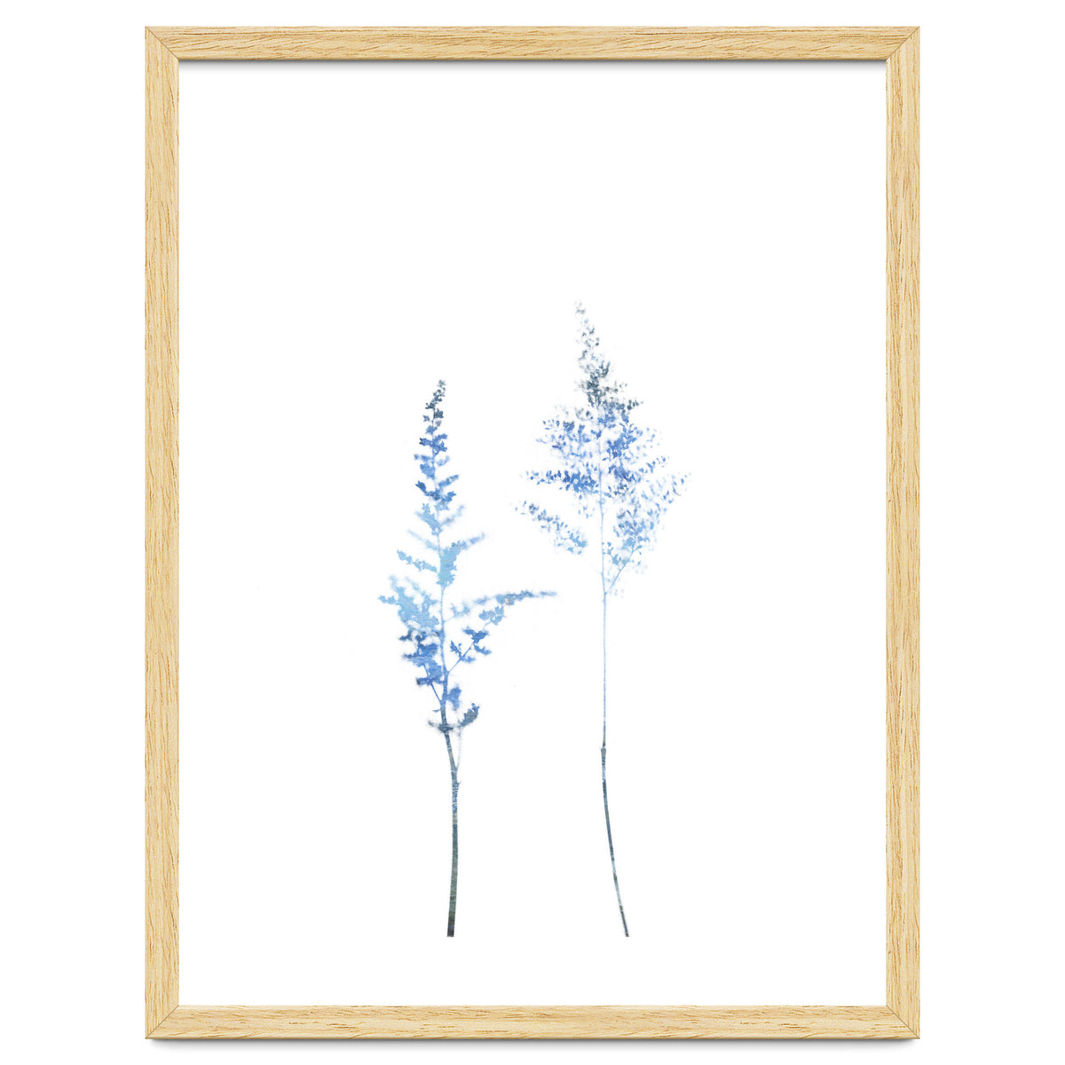Blue Astilbe