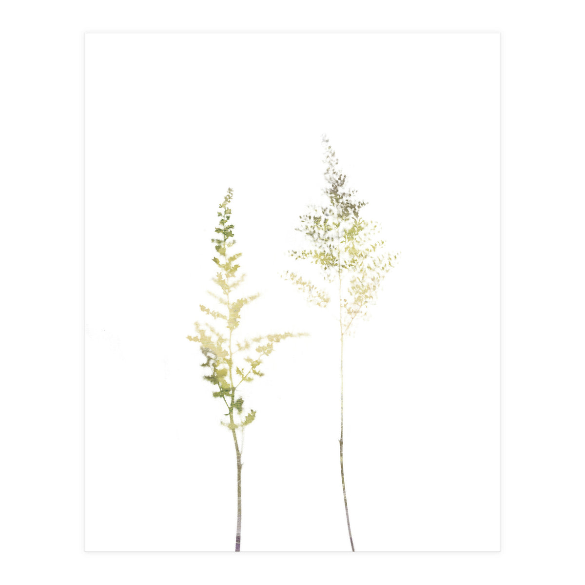 Neutral Astilbe (Print Only)