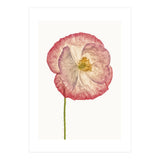Cc Poppy 06 (Print Only) thumbnail