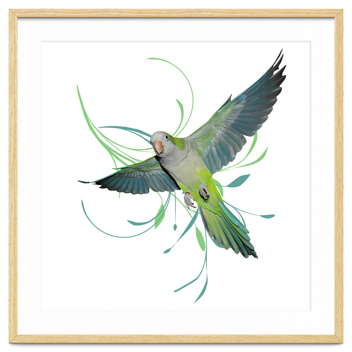 Flying quaker parrot