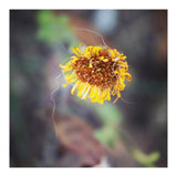 yellow daisy (Print Only) thumbnail