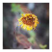 yellow daisy (Print Only)