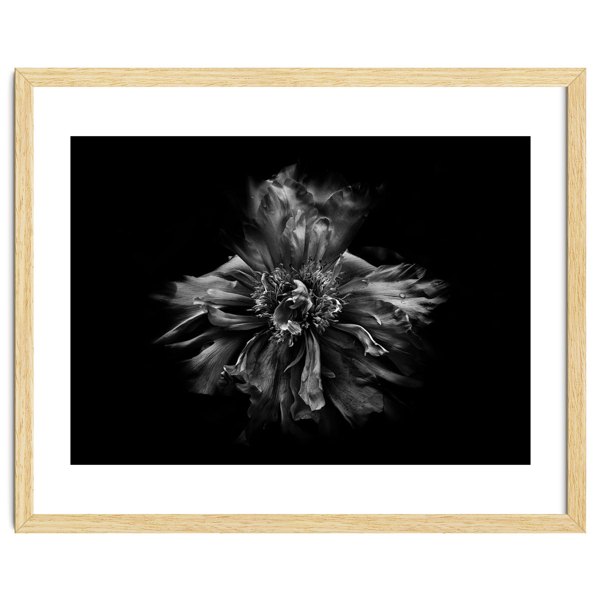 Backyard Flowers In Black And White No 49