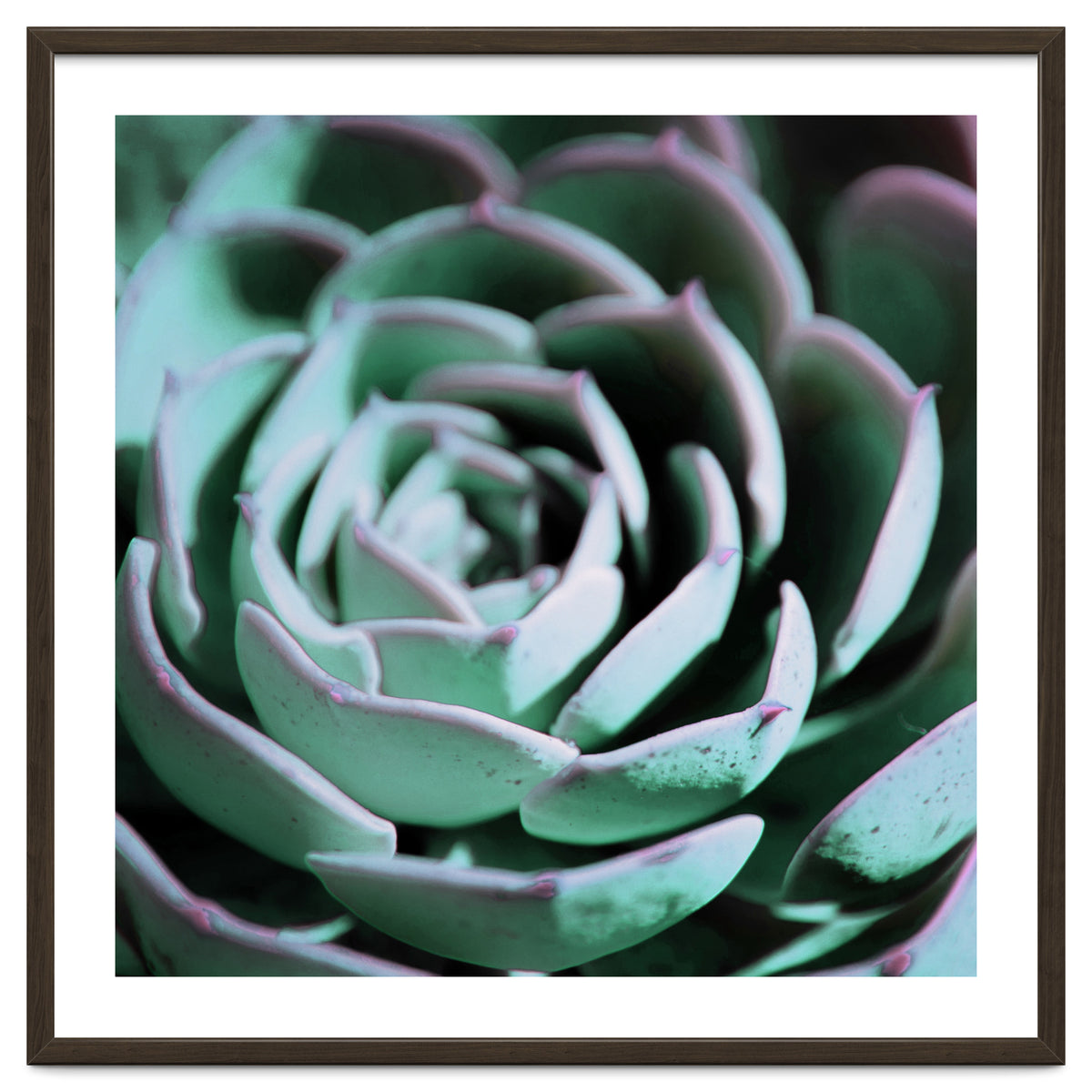 DARKSIDE OF SUCCULENTS III-A
