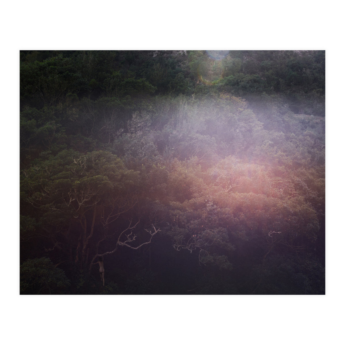 Into the Wild (Print Only)