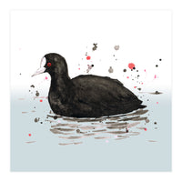 Common coot (Print Only)