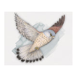 Flying Kestrel (Print Only) thumbnail