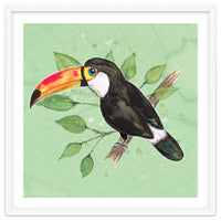 Toco toucan