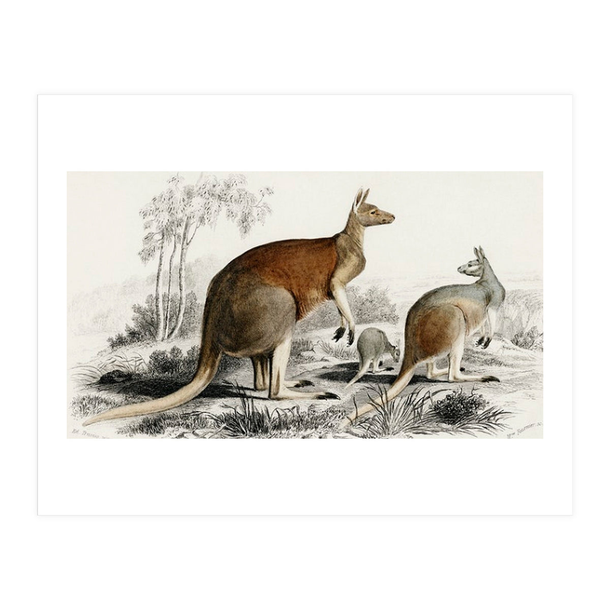 The red kangaroo illustrated (Print Only)