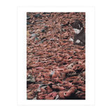 Counting Walrus (Print Only) thumbnail