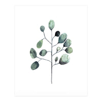 Botanical Illustration Eukalyptus (Print Only)