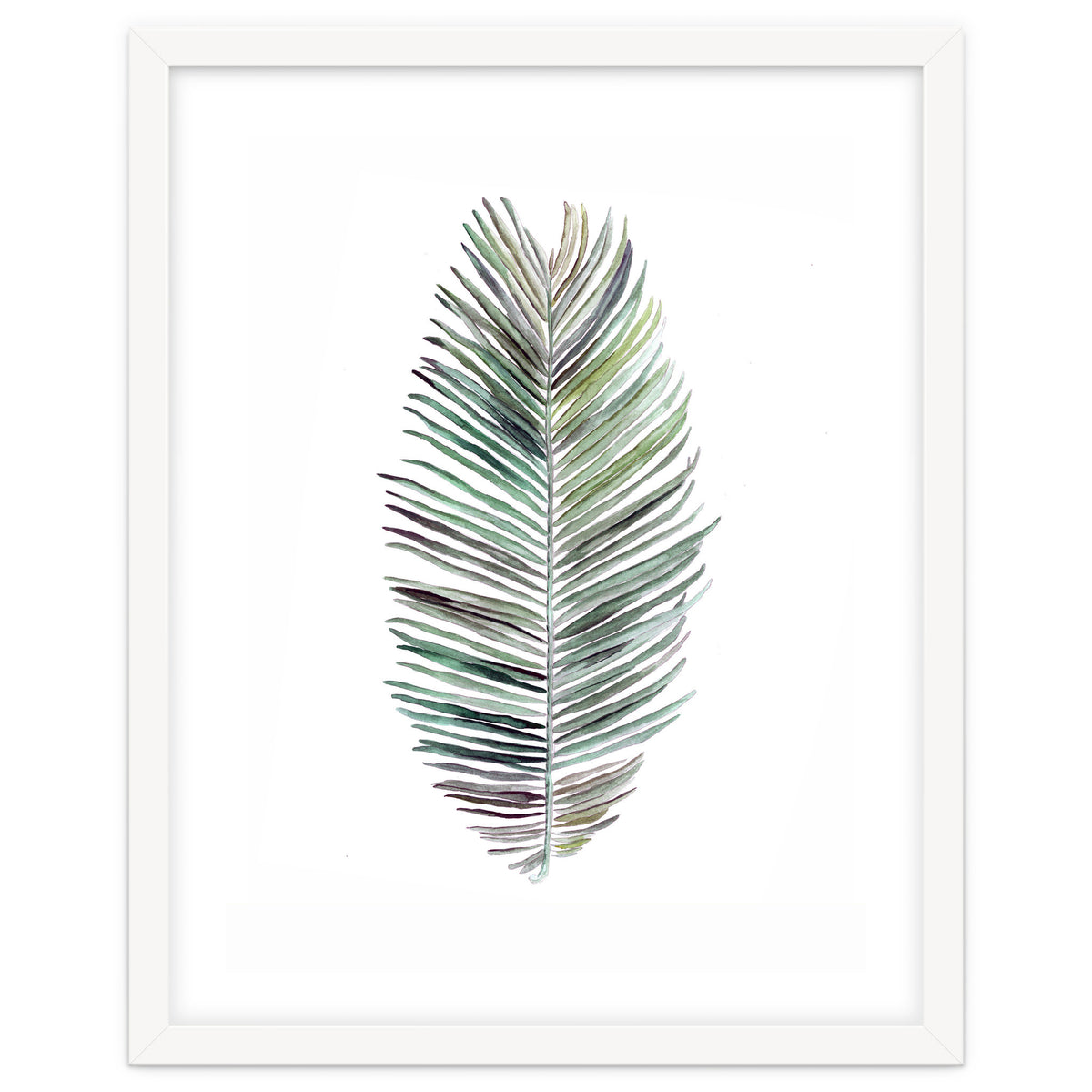 Botanical Illustration Cocos Palm