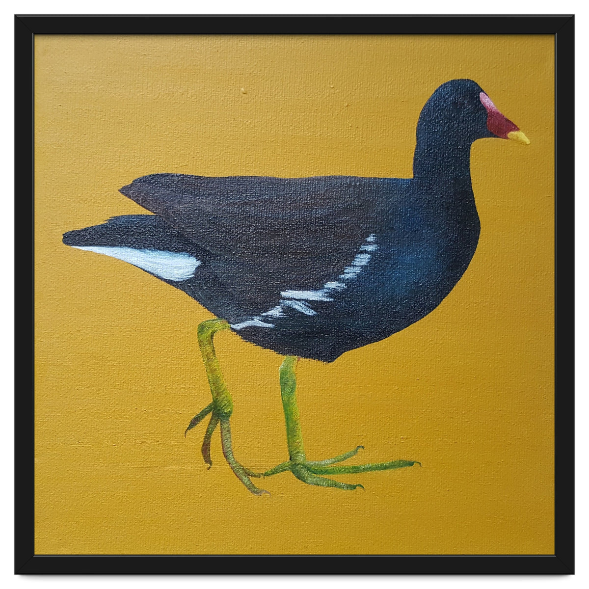 Moorhen