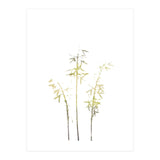 Neutral Hosta (Print Only) thumbnail