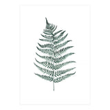 Botanical Illustration Silverfern (Print Only) thumbnail