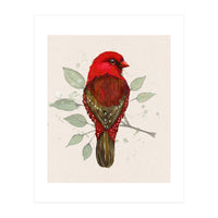 Red avadavat watercolor (Print Only)