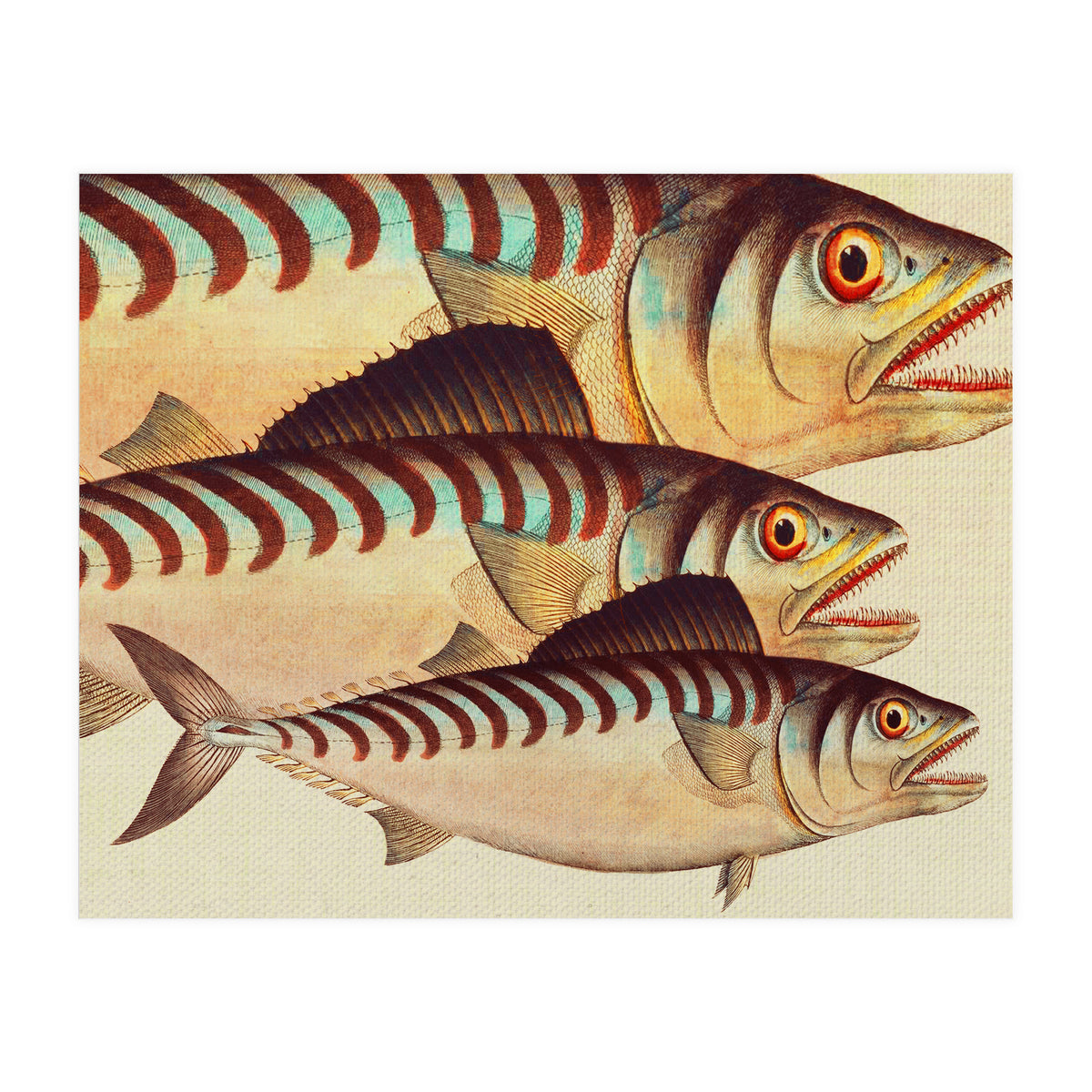 Fish Classic Designs 8 (Print Only)