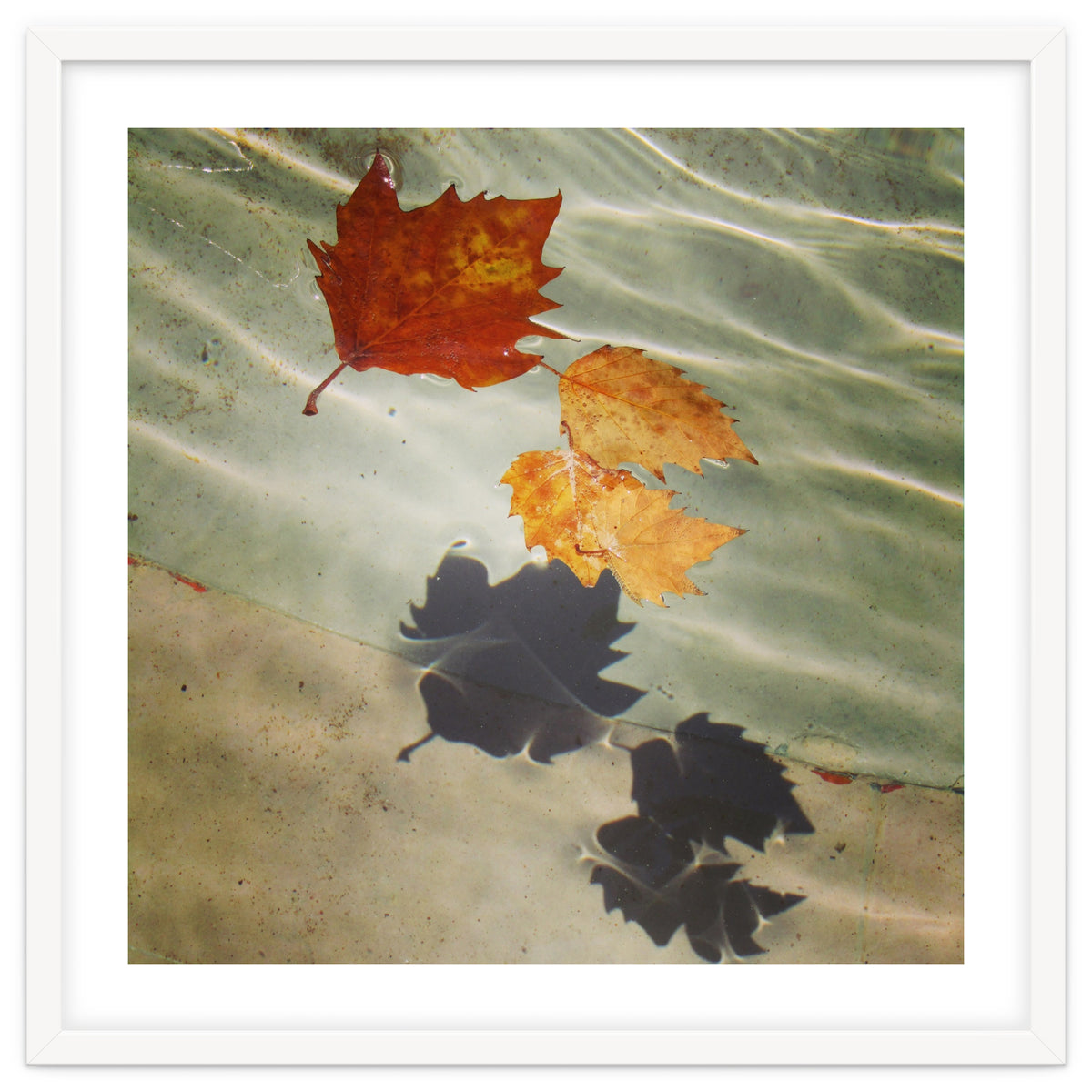 Floating leaves