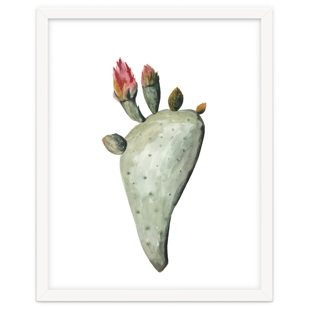 Botanical Illustration Cactus Flowers