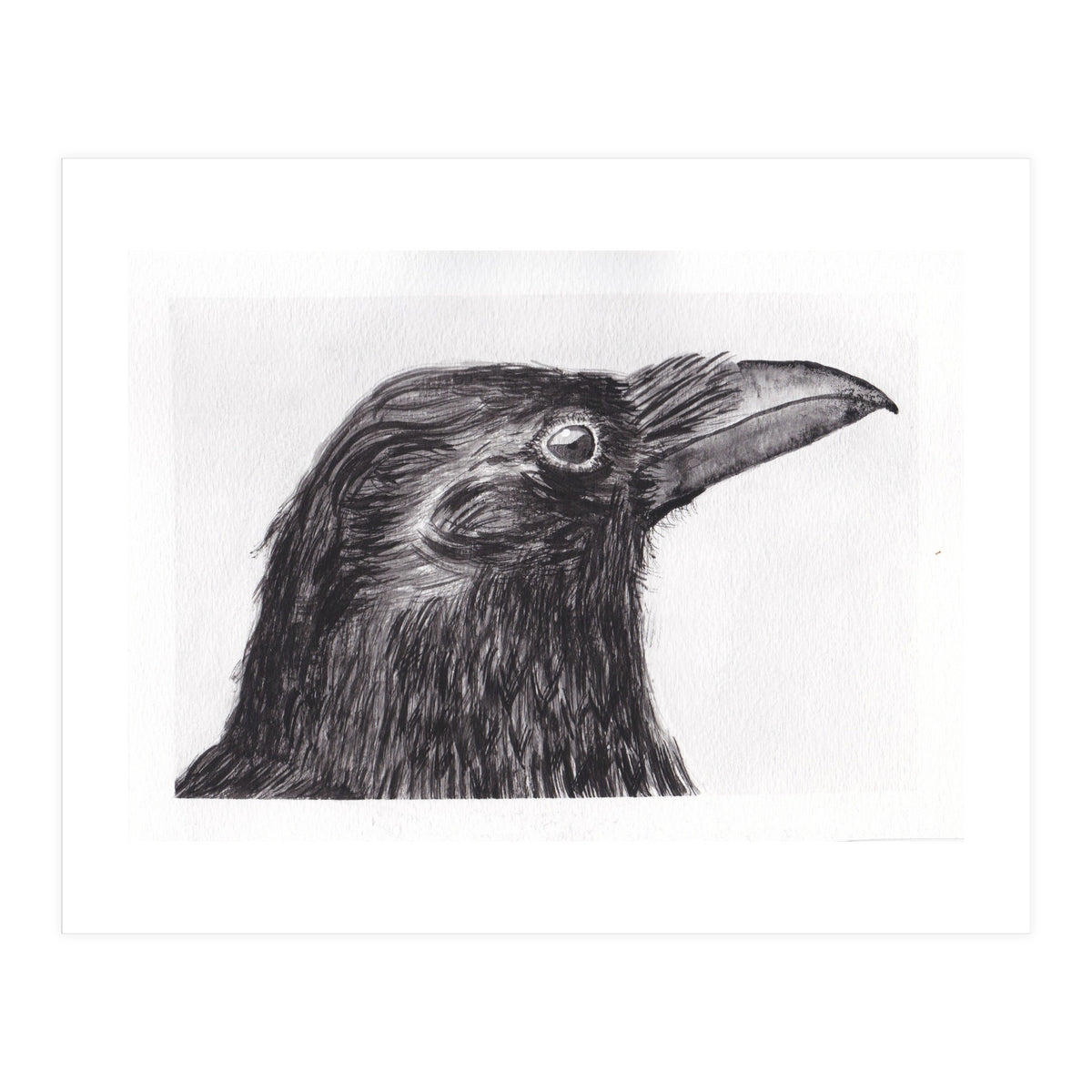 Crow (Print Only)