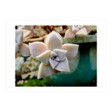 Succulent Love (Print Only) thumbnail