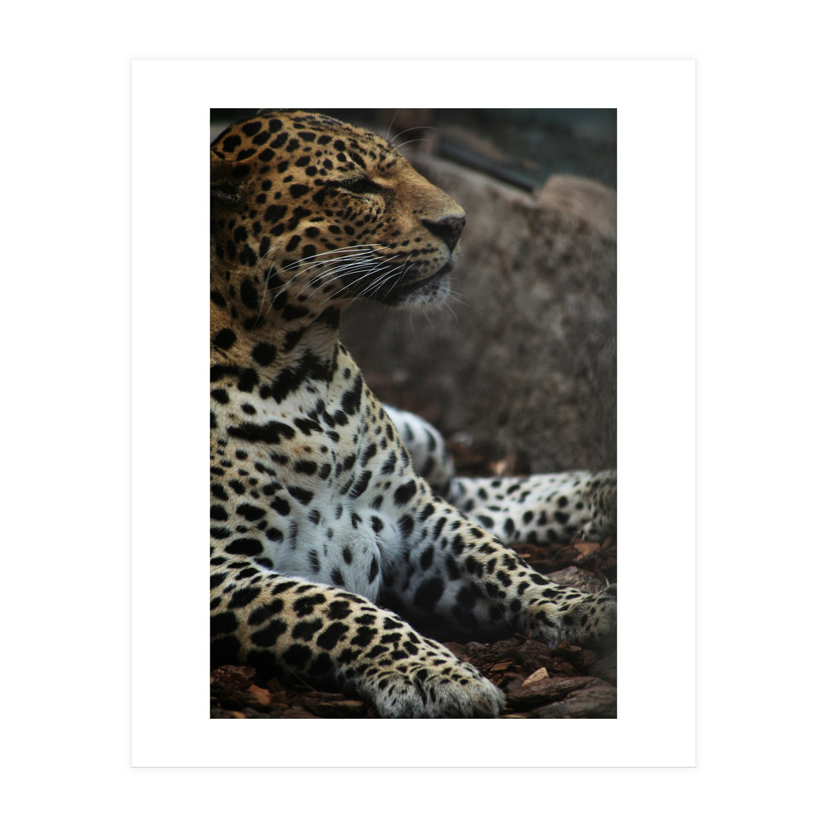 Leopard (Print Only)